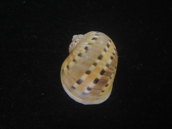 画像2: フロガイ(Quantonatica alapapilionis) (2)