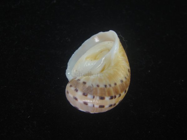 画像3: フロガイ(Quantonatica alapapilionis) (3)