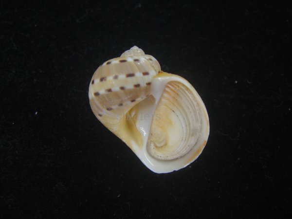 画像1: フロガイ(Quantonatica alapapilionis) (1)