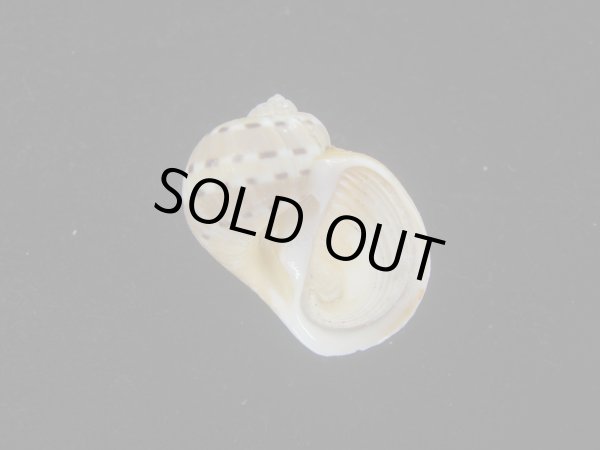 画像1: フロガイ(Quantonatica alapapilionis) (1)