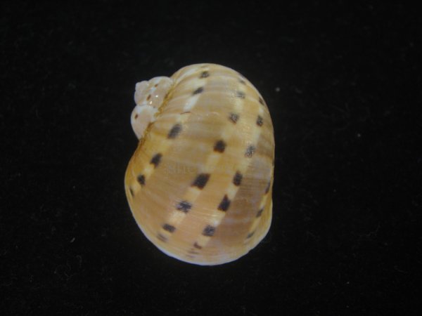 画像2: フロガイ(Quantonatica alapapilionis) (2)