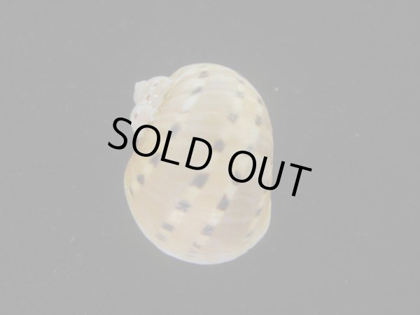 画像2: フロガイ(Quantonatica alapapilionis) (2)