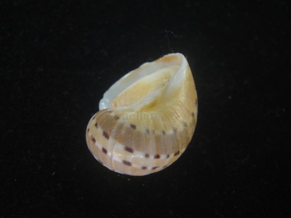 画像3: フロガイ(Quantonatica alapapilionis) (3)