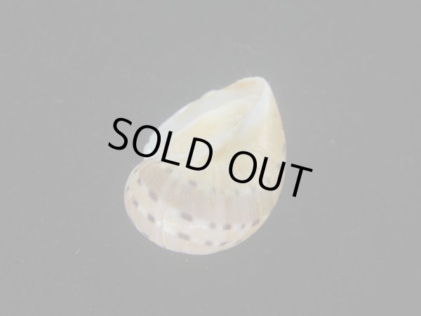 画像3: フロガイ(Quantonatica alapapilionis) (3)