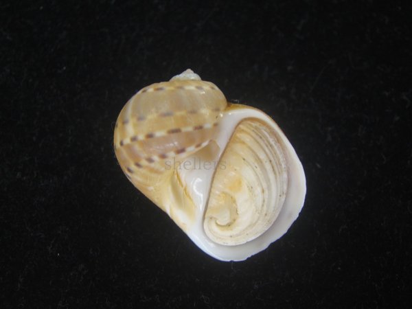 画像1: フロガイ(Quantonatica alapapilionis) 大　美品 (1)