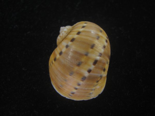 画像2: フロガイ(Quantonatica alapapilionis) 大　美品 (2)