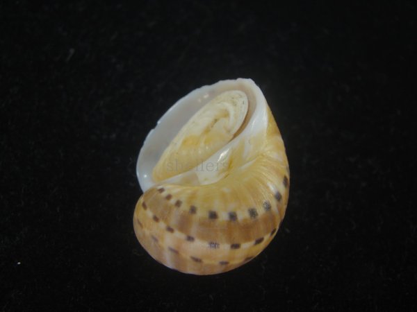 画像3: フロガイ(Quantonatica alapapilionis) 大　美品 (3)