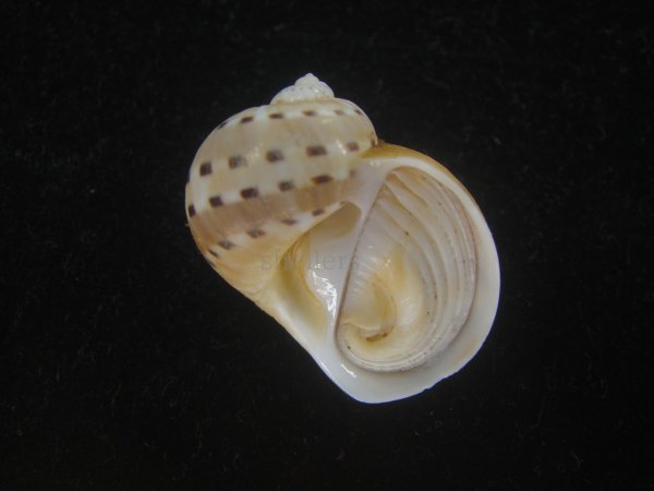 画像1: フロガイ(Quantonatica alapapilionis) 大 (1)