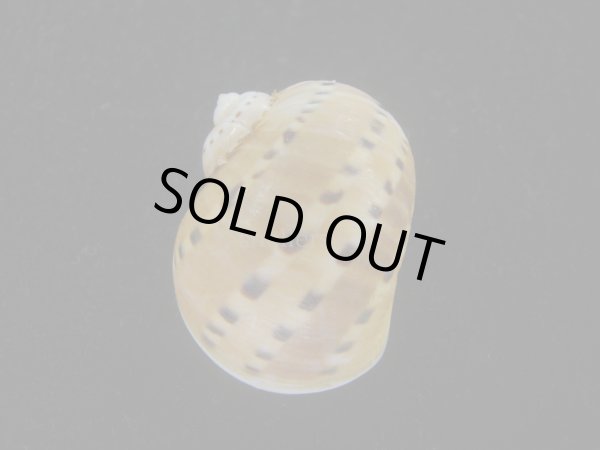 画像2: フロガイ(Quantonatica alapapilionis) 大 (2)