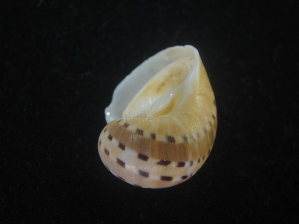 画像3: フロガイ(Quantonatica alapapilionis) 大 (3)