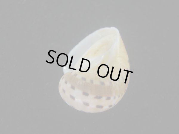 画像3: フロガイ(Quantonatica alapapilionis) 大 (3)