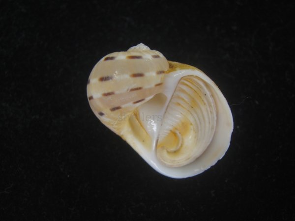 画像1: フロガイ(Quantonatica alapapilionis) (1)