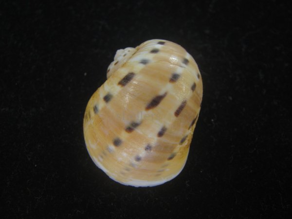 画像2: フロガイ(Quantonatica alapapilionis) (2)