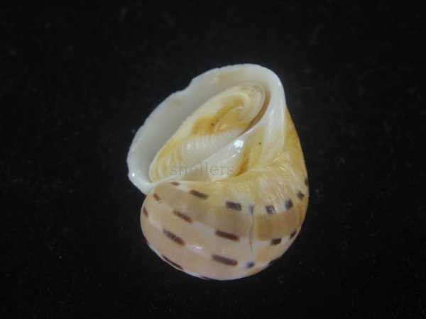 画像3: フロガイ(Quantonatica alapapilionis) (3)