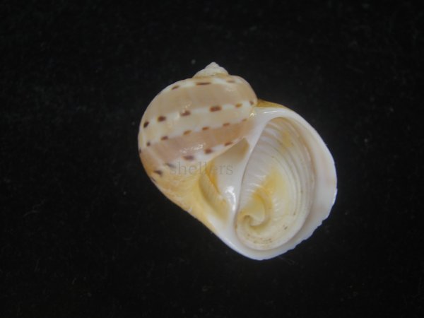 画像1: フロガイ(Quantonatica alapapilionis) (1)