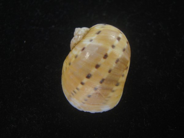 画像2: フロガイ(Quantonatica alapapilionis) (2)