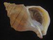 画像1: フジイロエゾボラ(Neptunea vinosa) 老成　美品 (1)