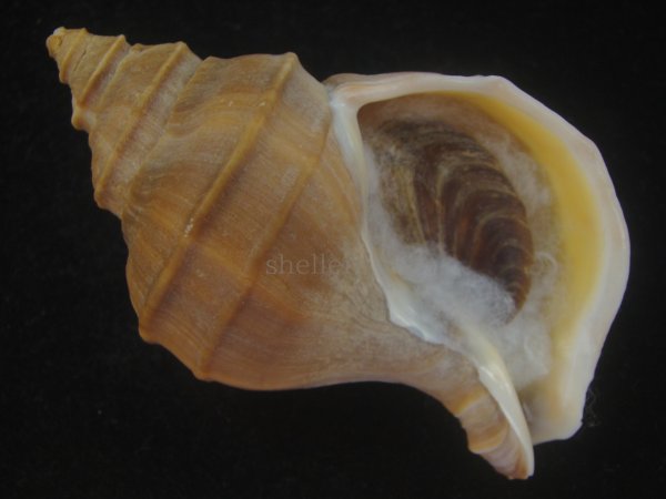 画像1: フジイロエゾボラ(Neptunea vinosa) 老成　美品 (1)