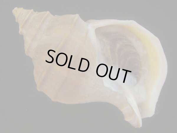 画像1: フジイロエゾボラ(Neptunea vinosa) 老成　美品 (1)