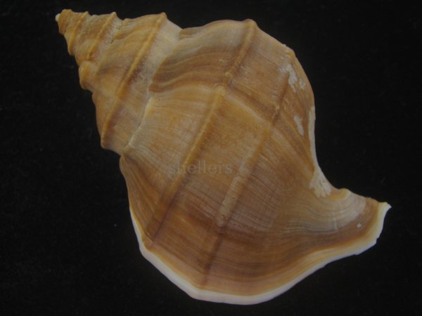 画像2: フジイロエゾボラ(Neptunea vinosa) 老成　美品 (2)