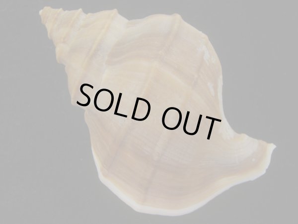 画像2: フジイロエゾボラ(Neptunea vinosa) 老成　美品 (2)