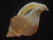 画像3: フジイロエゾボラ(Neptunea vinosa) 老成　美品 (3)
