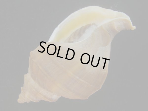 画像3: フジイロエゾボラ(Neptunea vinosa) 老成　美品 (3)