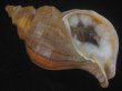 画像1: フジイロエゾボラ(Neptunea vinosa) 濃色　老成　美品 (1)
