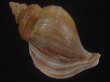 画像2: フジイロエゾボラ(Neptunea vinosa) 濃色　老成　美品 (2)