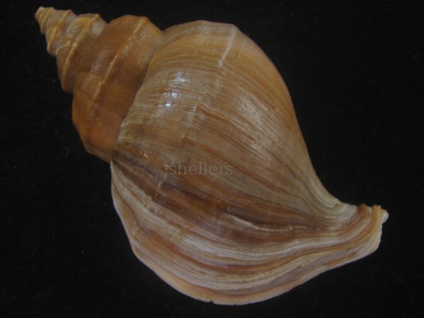 画像2: フジイロエゾボラ(Neptunea vinosa) 濃色　老成　美品 (2)