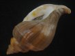 画像3: フジイロエゾボラ(Neptunea vinosa) 濃色　老成　美品 (3)