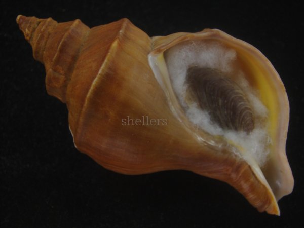 画像1: フジイロエゾボラ(Neptunea vinosa) 濃色　美品 (1)