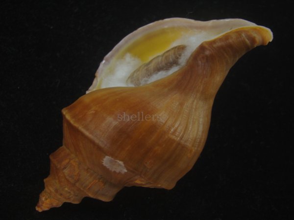 画像3: フジイロエゾボラ(Neptunea vinosa) 濃色　美品 (3)