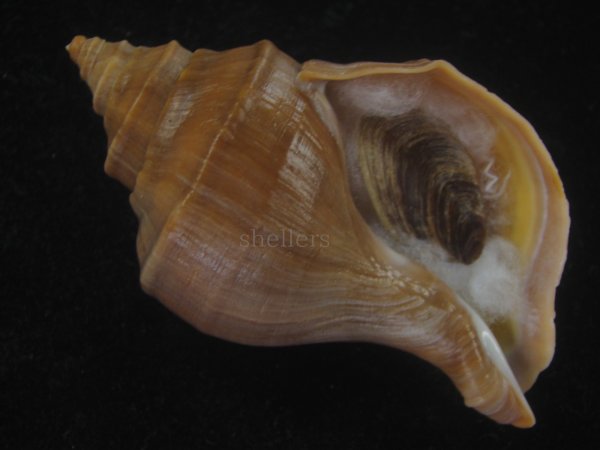 画像1: フジイロエゾボラ(Neptunea vinosa) 濃色　美品 (1)