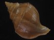 画像2: フジイロエゾボラ(Neptunea vinosa) 濃色　美品 (2)