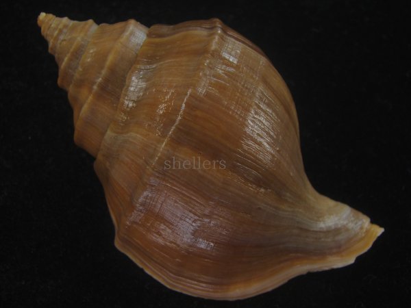 画像2: フジイロエゾボラ(Neptunea vinosa) 濃色　美品 (2)