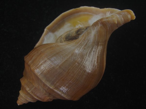 画像3: フジイロエゾボラ(Neptunea vinosa) 濃色　美品 (3)