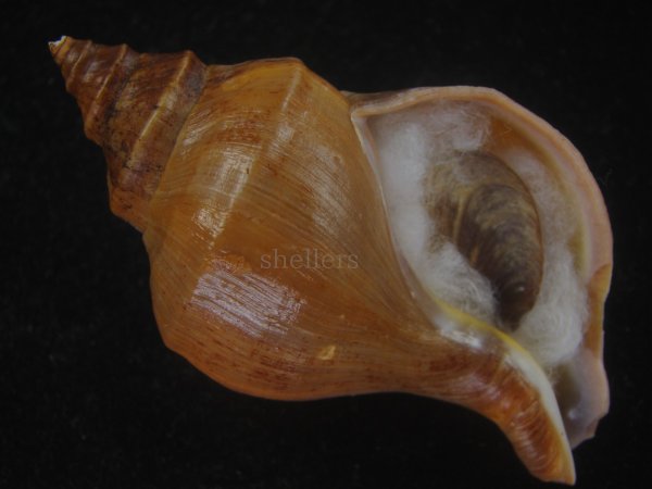 画像1: フジイロエゾボラ(Neptunea vinosa) 濃色　美品 (1)