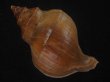 画像2: フジイロエゾボラ(Neptunea vinosa) 濃色　美品 (2)