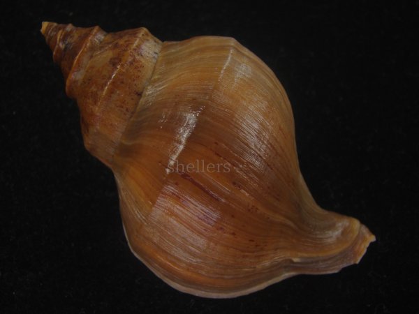 画像2: フジイロエゾボラ(Neptunea vinosa) 濃色　美品 (2)