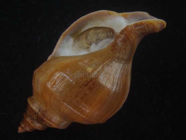 画像3: フジイロエゾボラ(Neptunea vinosa) 濃色　美品 (3)