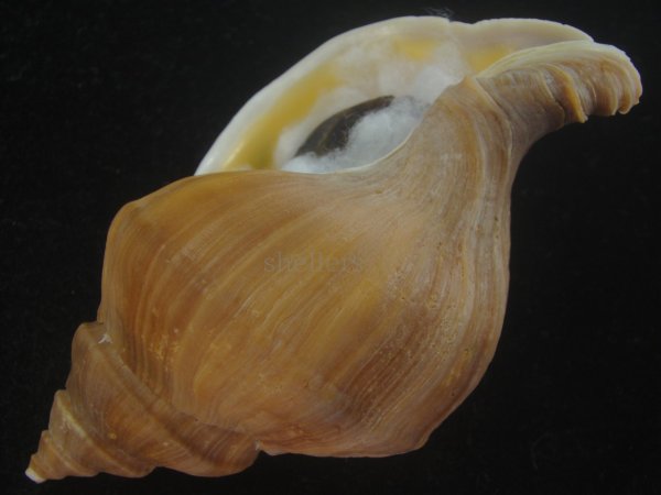 画像3: アツエゾボラ(Neptunea heros) 大　老成　美品 (3)