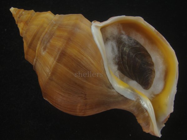 画像1: アツエゾボラ(Neptunea heros) 大 (1)