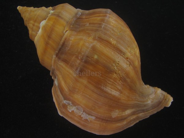 画像2: アツエゾボラ(Neptunea heros) 大 (2)