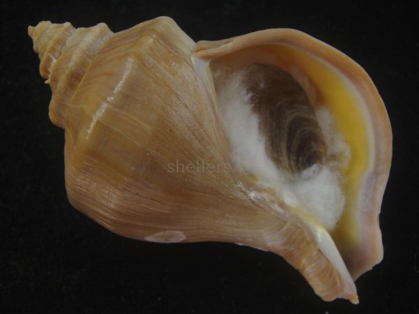 画像1: アツエゾボラ(Neptunea heros) 老成　美品 (1)