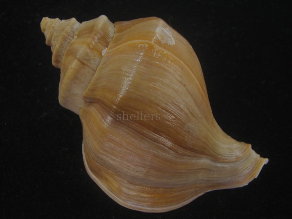 画像2: アツエゾボラ(Neptunea heros) 老成　美品 (2)