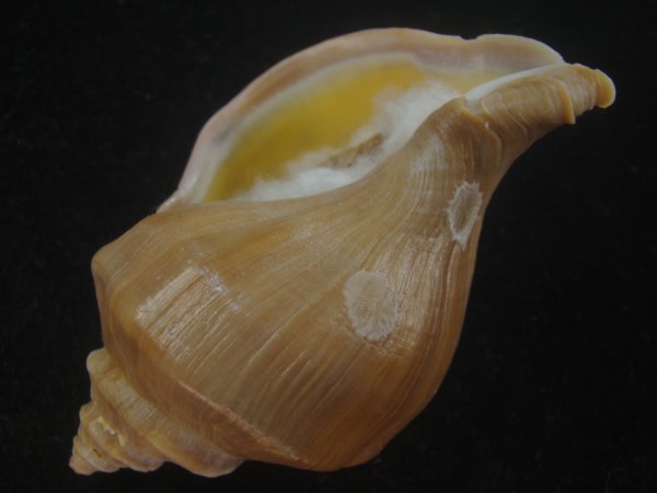 画像3: アツエゾボラ(Neptunea heros) 老成　美品 (3)