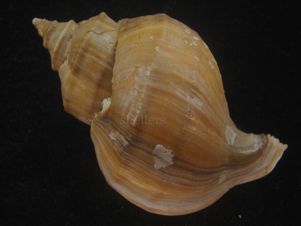 画像2: アツエゾボラ(Neptunea heros) 老成　美品 (2)