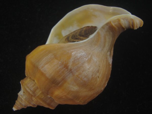 画像3: アツエゾボラ(Neptunea heros) 老成　美品 (3)