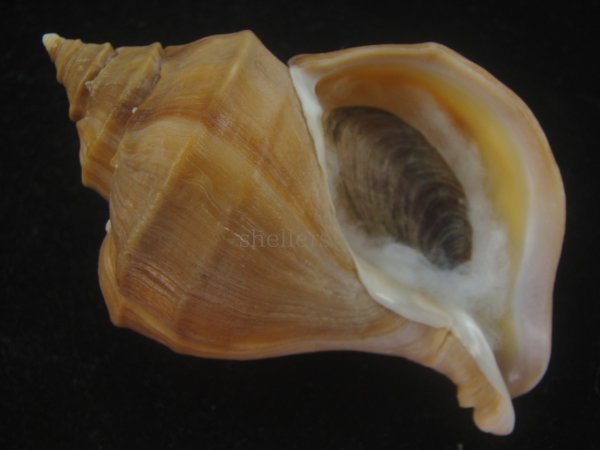 画像1: アツエゾボラ(Neptunea heros) 老成　美品 (1)